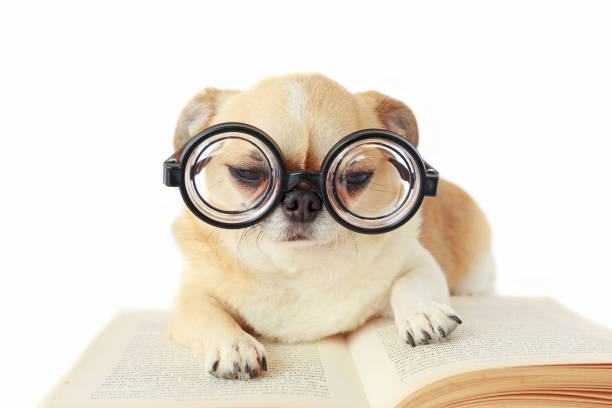 istock Dog wear nerd glasses. 882068116