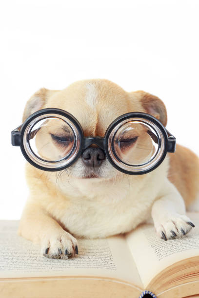 istock Dog wear nerd glasses. 882068136