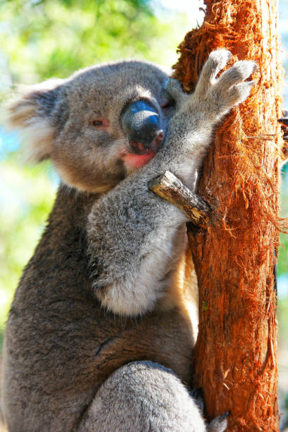 istock Animals in the Wild 882068188