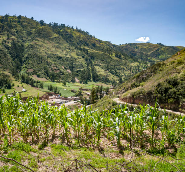 raccolto di mais alto nelle ande vicino a huaraz in perù - huaraz foto e immagini stock