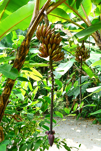 Wild banana with banana blossom tree in the park