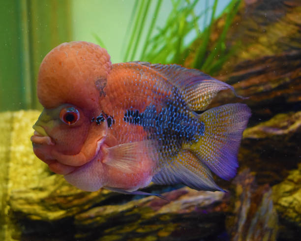 istock Sea Fish Photography 882080924