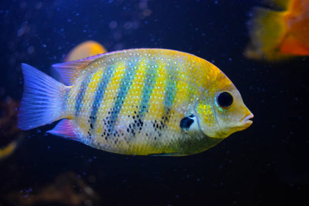 istock Sea Fish Photography 882081338