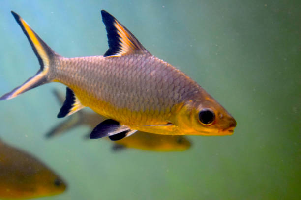 istock Sea Fish Photography 882085876