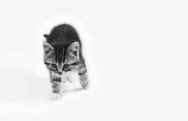 cute little kitten on a white background, a black and white photo. mock up for text, congratulations, phrases, lettering