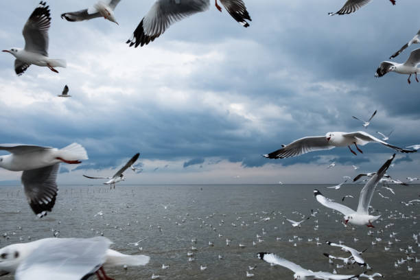 istock flock of white seagulls flying over sea on rain cloud sky background with copy space 882085918