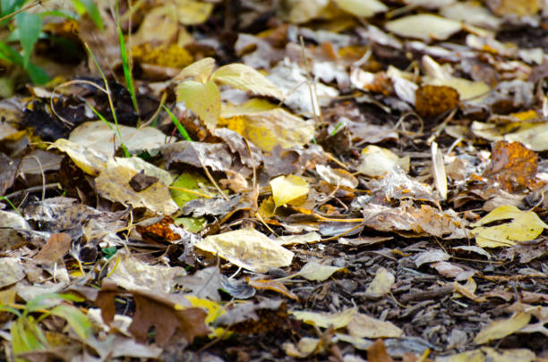 Nature walking trail path with beautiful colorful leaves in Assiniboine Forest, Winnipeg, Manitoba