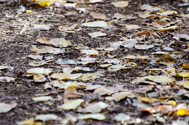Nature walking trail path with beautiful colorful leaves in Assiniboine Forest, Winnipeg, Manitoba
