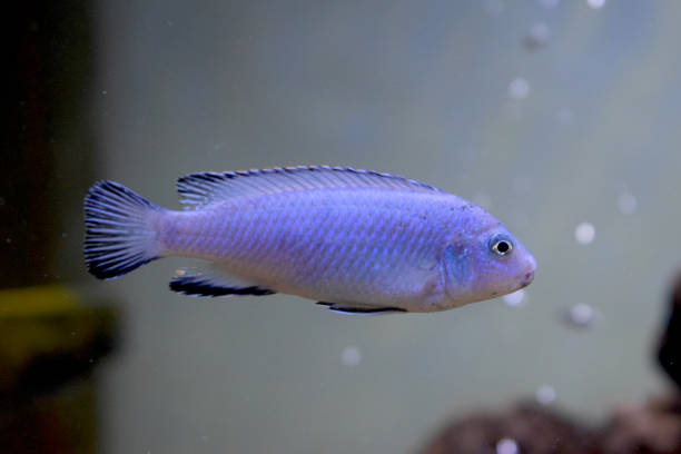 istock Sea Fish Photography 882088652
