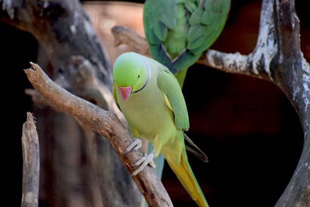 istock Wild life animal and bird 882088898