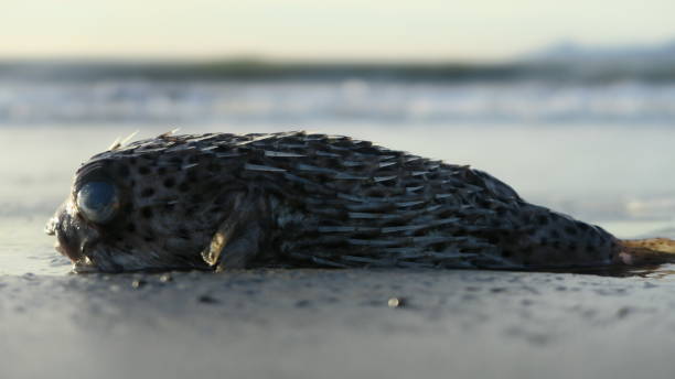 istock Dead puffer fish/Balloonfish on sand 882091198