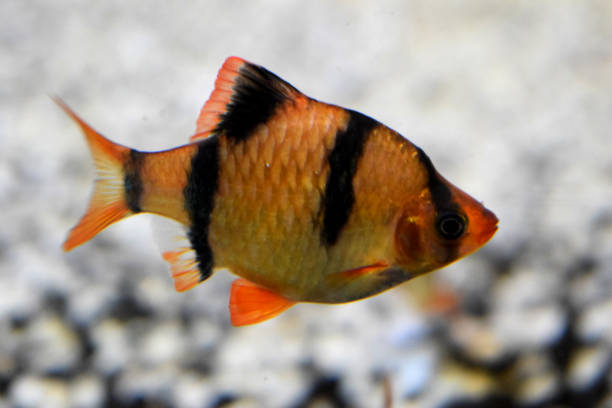 istock Sea Fish Photography 882091320