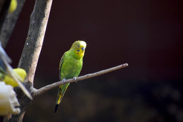 istock Wild life animal and bird 882091552