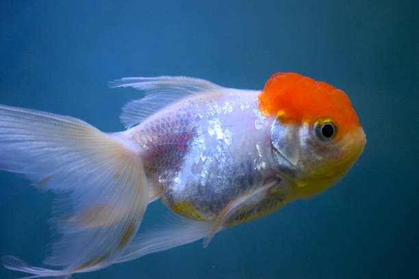 istock Sea Fish Photography 882096536