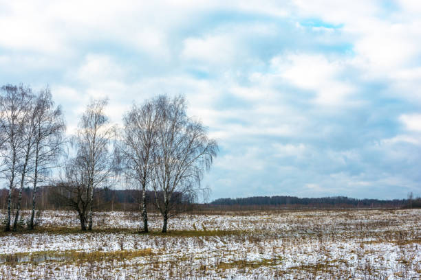 istock Autumn landscape with birches in the field. 882096988