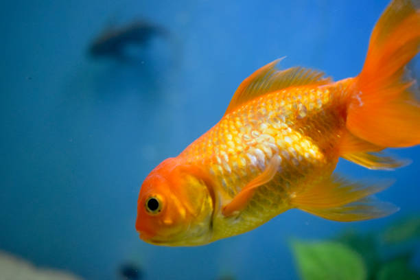 istock Sea Fish Photography 882097034