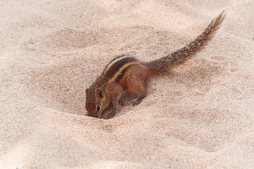 Young grey squirrel on bare dry ground.