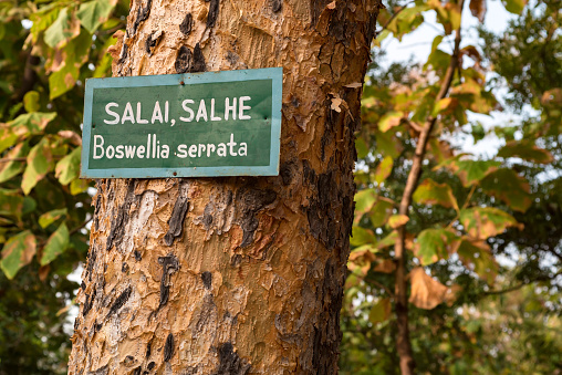 Close up trunk of Boswellia serrata, tree used in Indian medicine