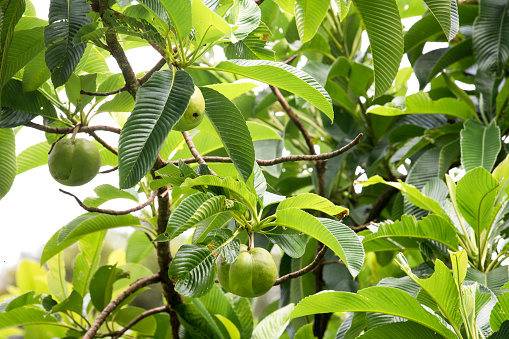Elephant apple on tree or Chalta of South East Asia