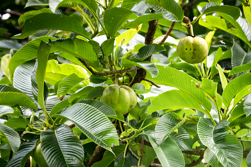 Elephant apple on tree or Chalta of South East Asia