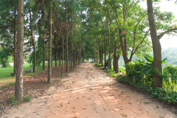 Walk road in the tropical park