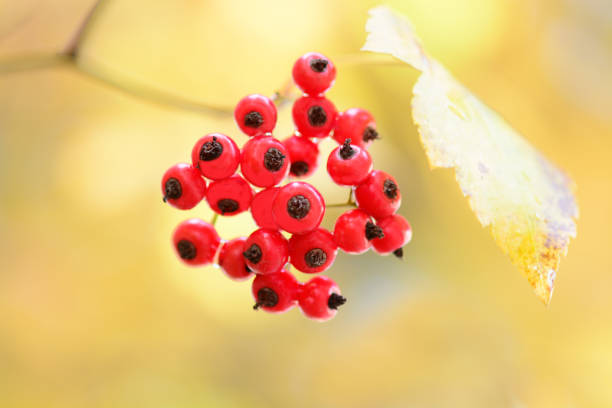 Red berries The Much red berries are in front of the yellow background. 형제 stock pictures, royalty-free photos & images