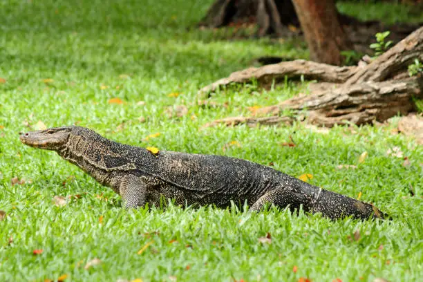 Photo of The Komodo dragon