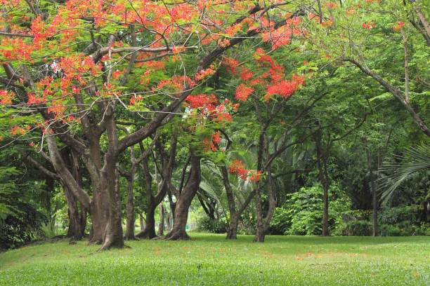 istock Royal Poinciana tree with red flower 882115274