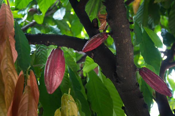 istock Cacao Tree. Organic cocoa fruit pods in nature. 882115320