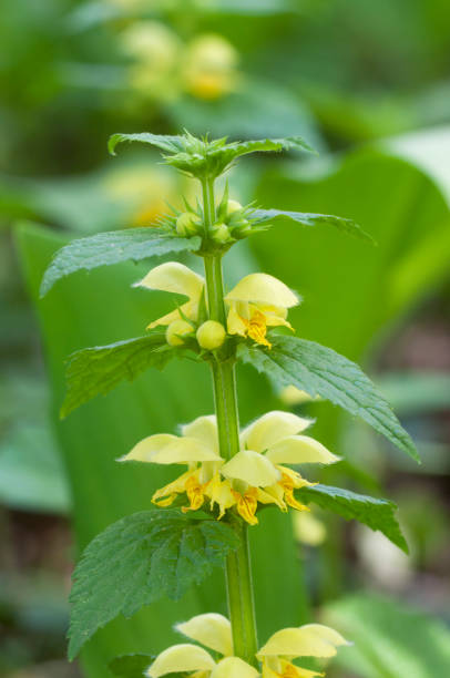 Yellow archangel plant flowers, close up shot
