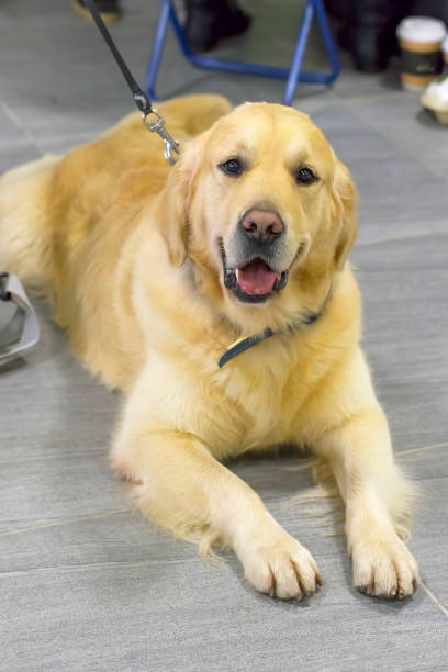 istock Golden Retriever close-up 882116052