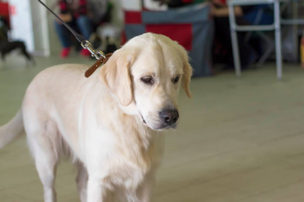 istock Golden Retriever close-up 882128394