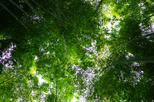 istock Bamboo garden in Kamakura 882131924