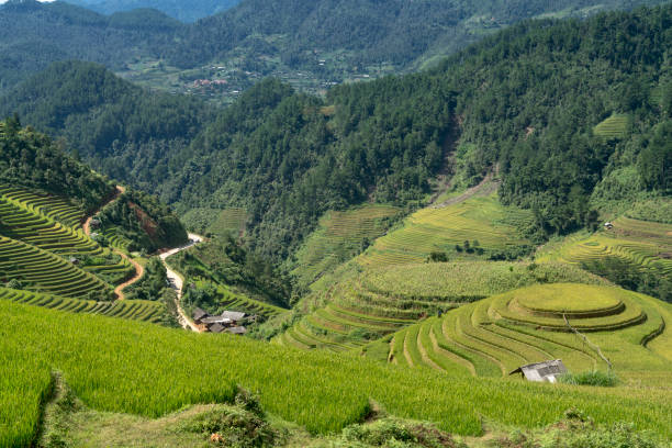 istock The ripe rice landscape on terraced fields 882137568