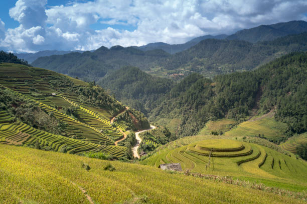 istock The ripe rice landscape on terraced fields 882137632