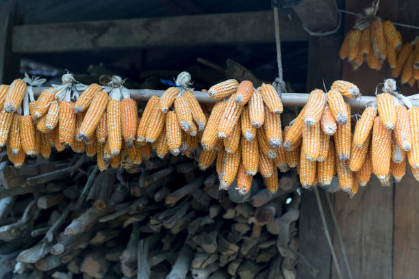 istock Dried corn, photo of corncob that farmer hanging 882137938