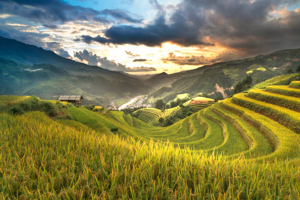 istock The ripe rice landscape on terraced fields 882140478