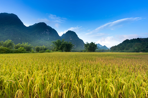 Campo de arroz maduro en Ngoc Con comuna, Trung Khanh distrito, provincia de Cao Bang, Vietnam photo