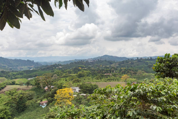 istock Coffee plantation in Colombia 882140846