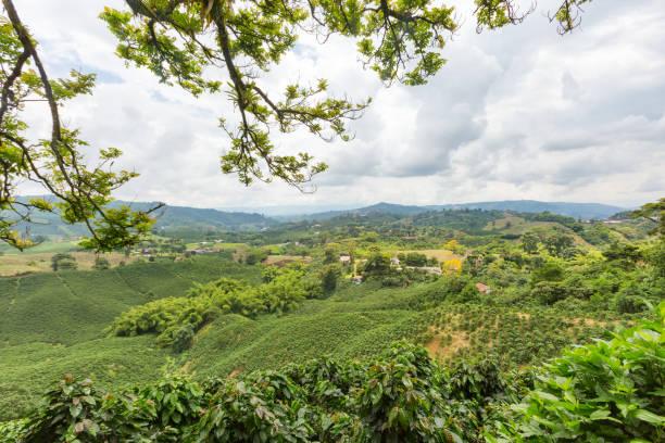 istock View of a Colombian Coffee Plantation 882140852