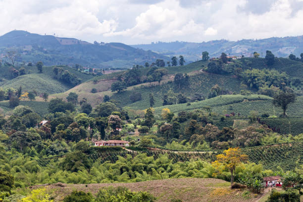istock Coffee plantation in Caldas 882141028
