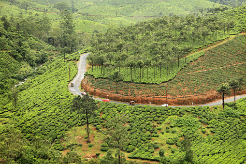 Vagamon, India - July 02,2017: Vehicles pass through the roads in between tea plantations in Vagamon, Kerala,India. Vagamon is a hill station and a major tourist place in Kerala