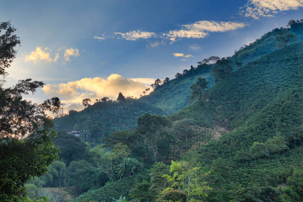istock Beautiful Sunrise at a Coffee Plantation 882144048