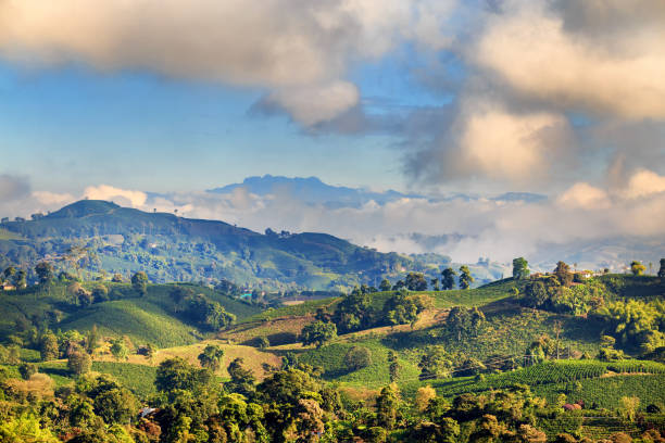Clouds clear in the early morning on Coffee Plantation