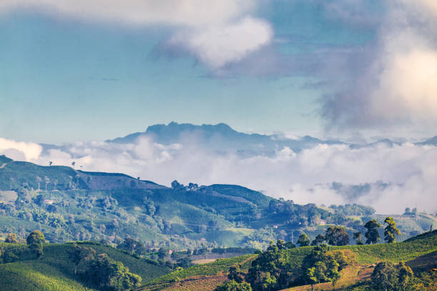 istock Early Morning Coffee Plantation View 882144458