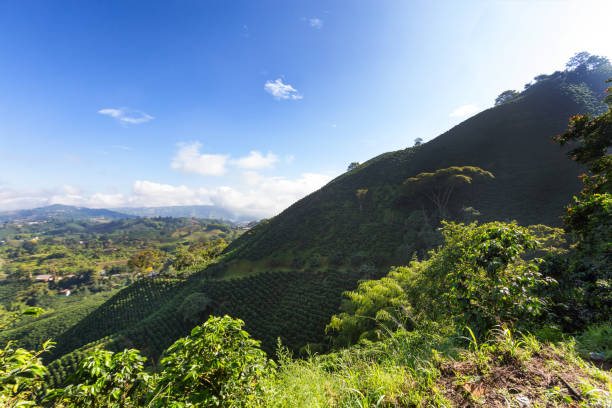 istock Morning View of a Coffee Plantation 882144612
