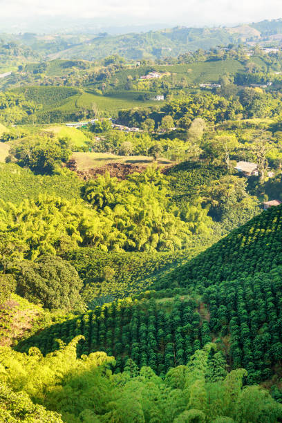istock Portrait view of a Coffee Plantation 882144662