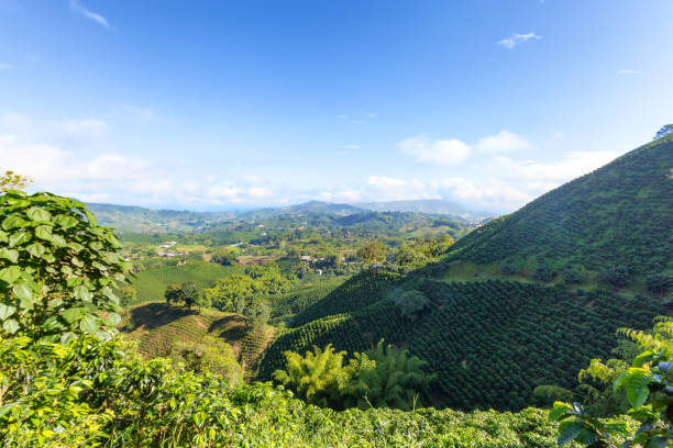 istock Colombian Coffee Plantation 882144670