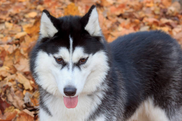 istock Young husky is standing on autumn foliage. 882144702