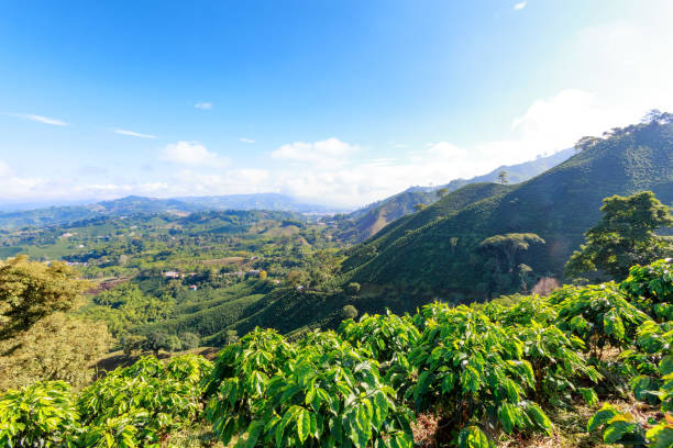 istock Coffee Plantation Landscape View 882144824